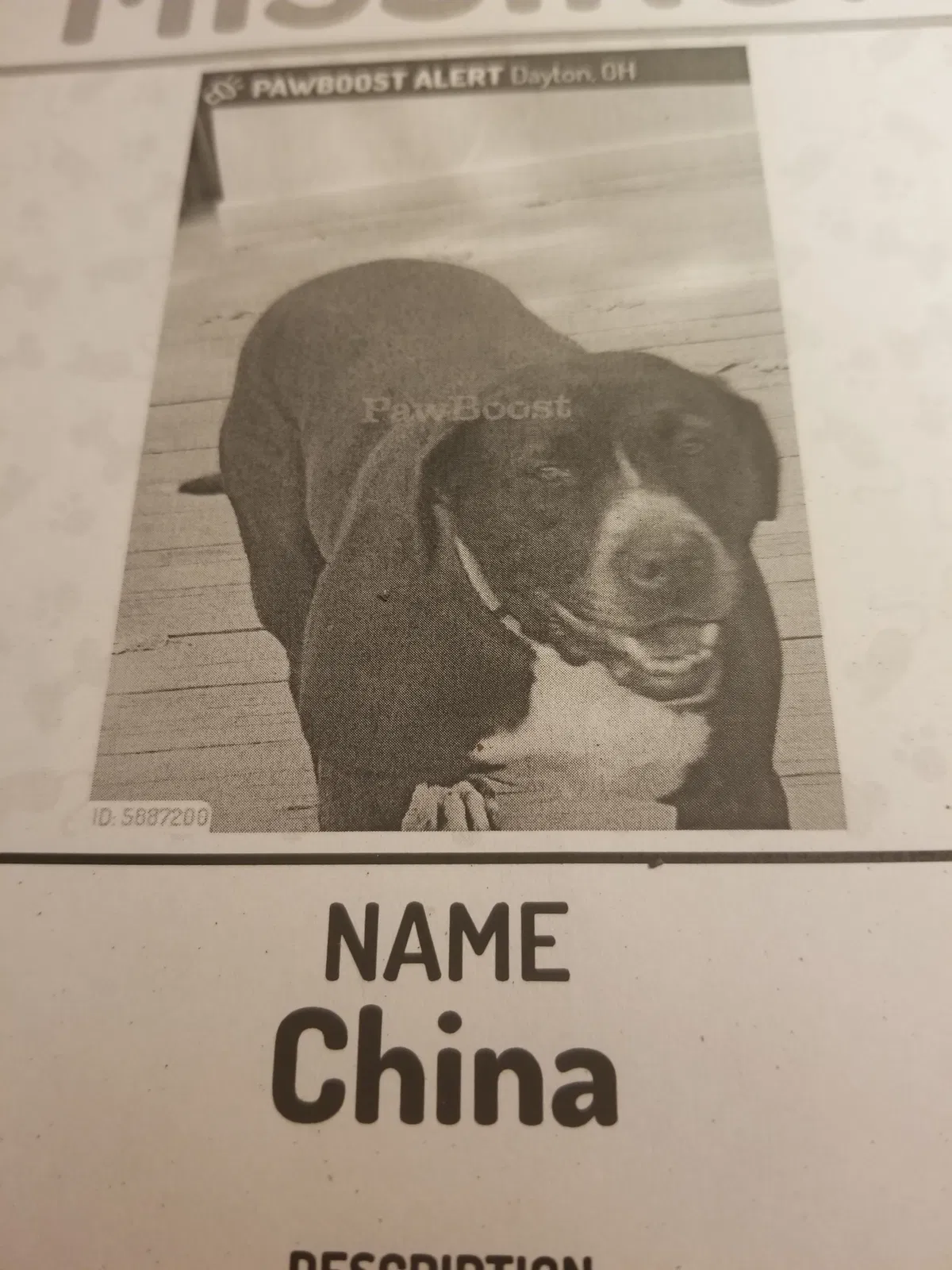 Lost dog in Dayton, OH, 45424