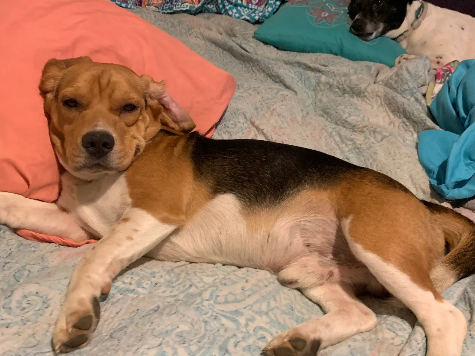 Lost dog in Newtown, VA, 23126