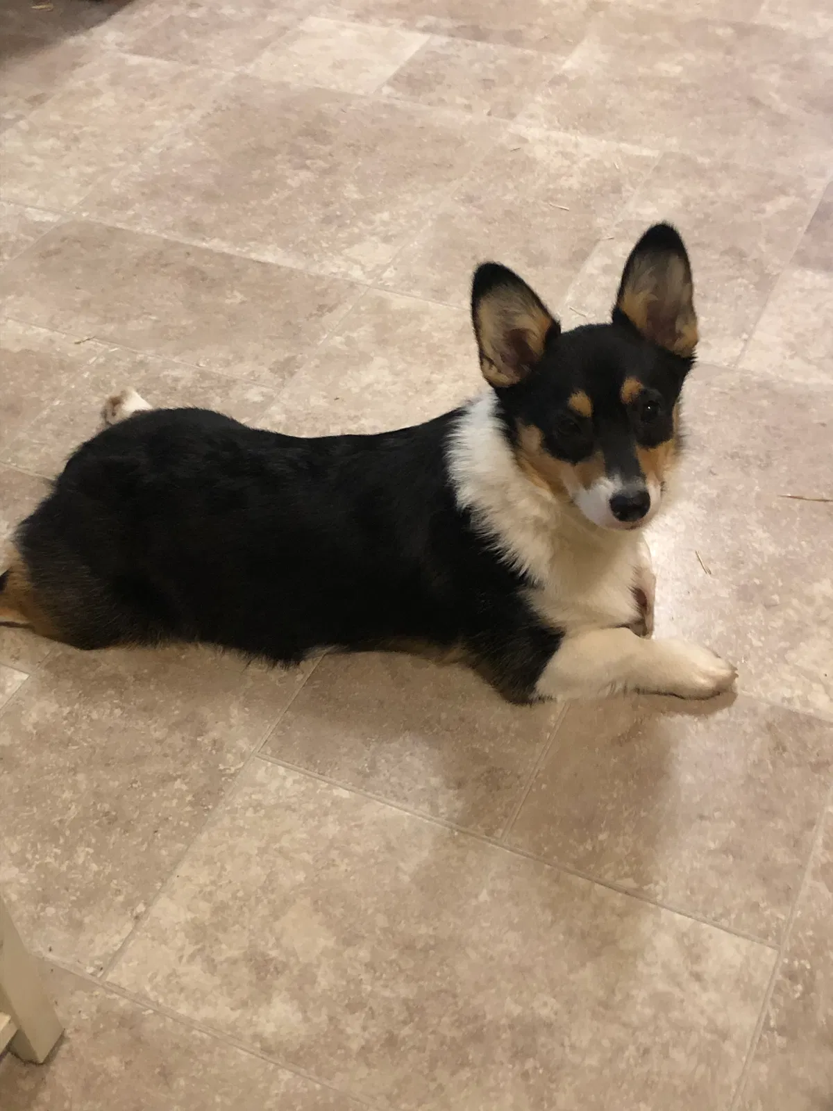 Lost dog in Dobson, NC, 27017