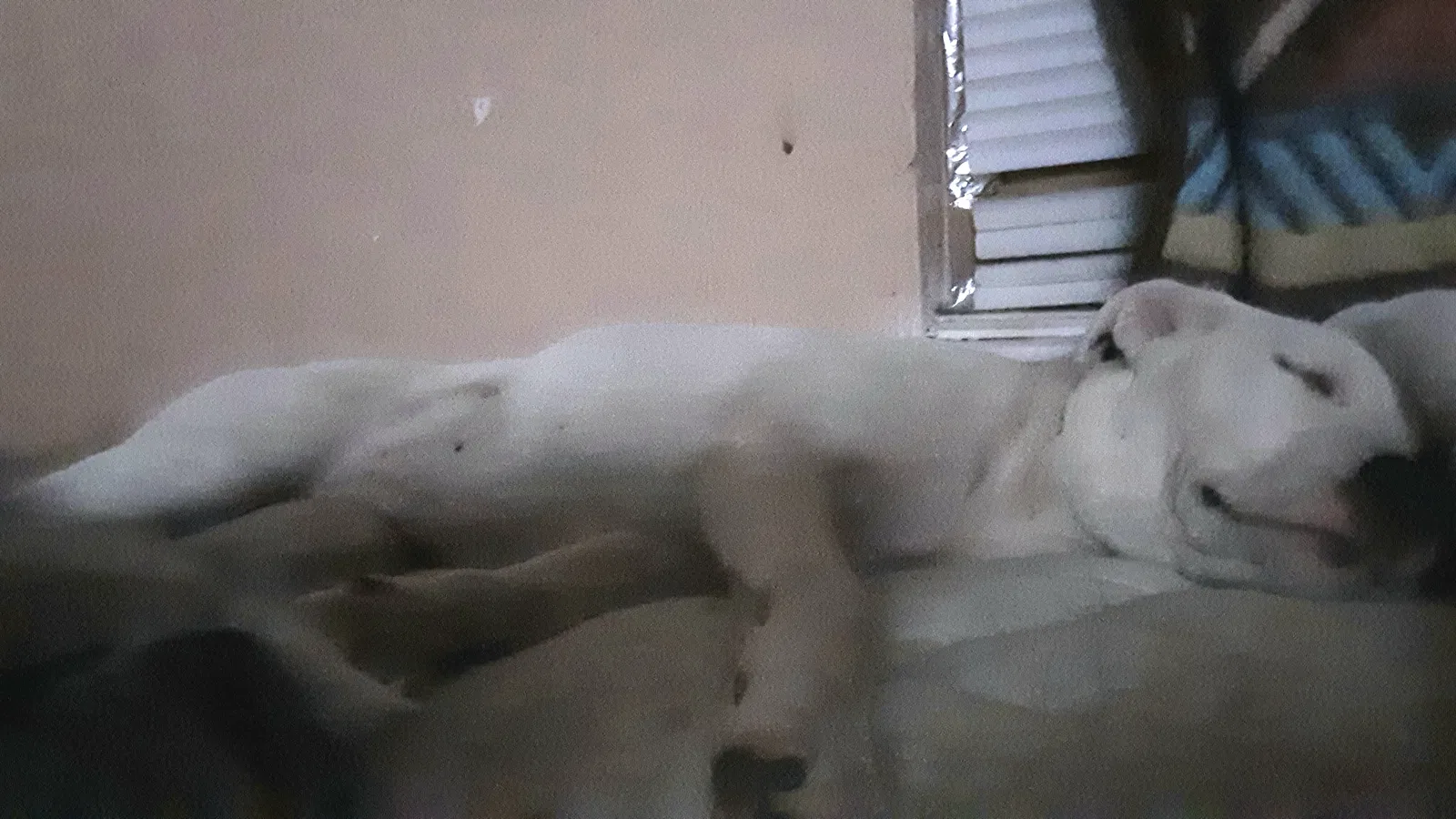 Lost dog in Austin, TX, 78744