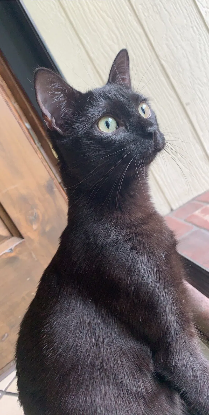 Lost cat in Tulsa, OK, 74134