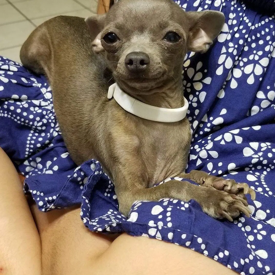 Lost dog in Mission, TX, 78574