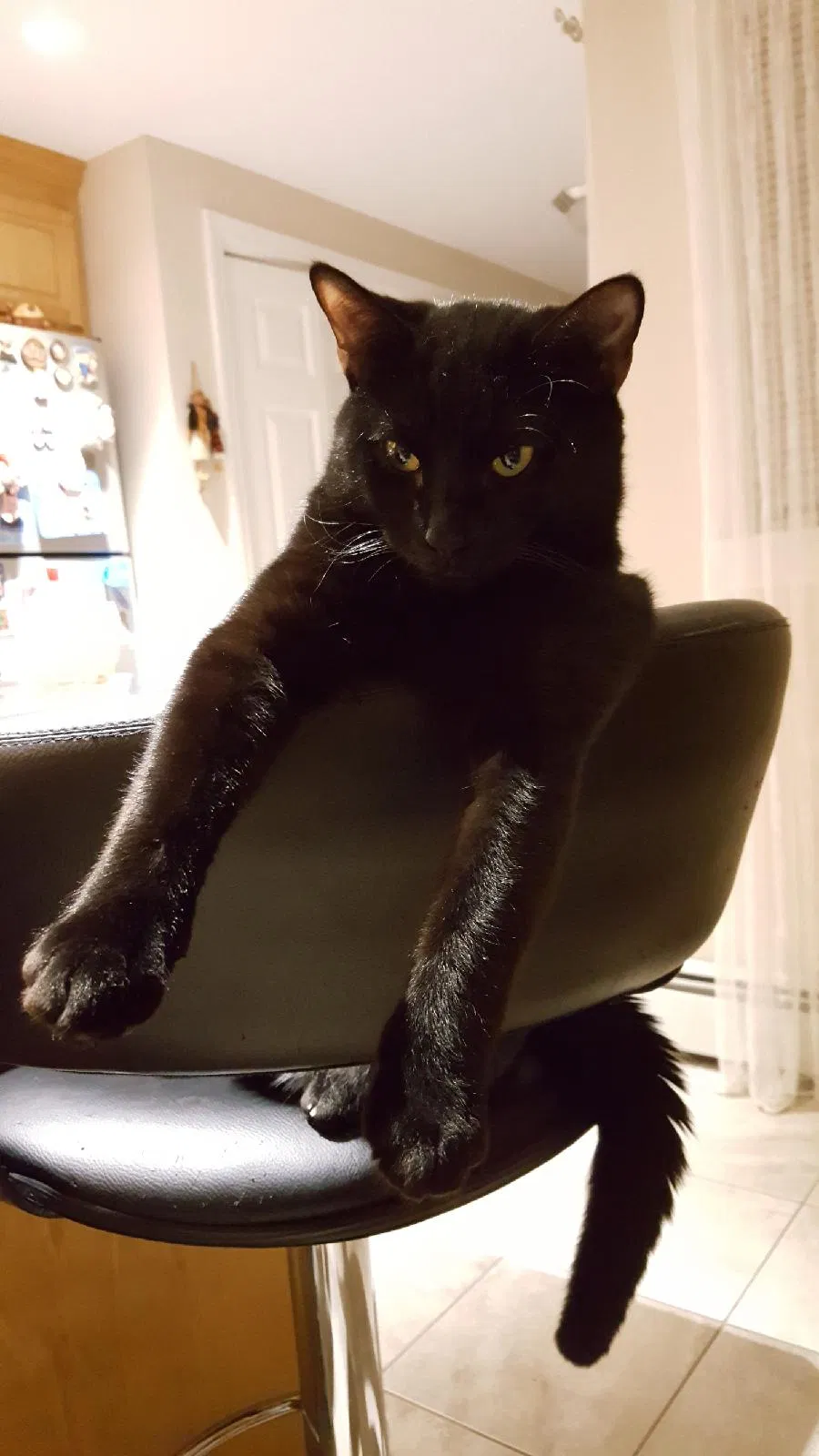 Lost cat in Berlin, CT, 6037