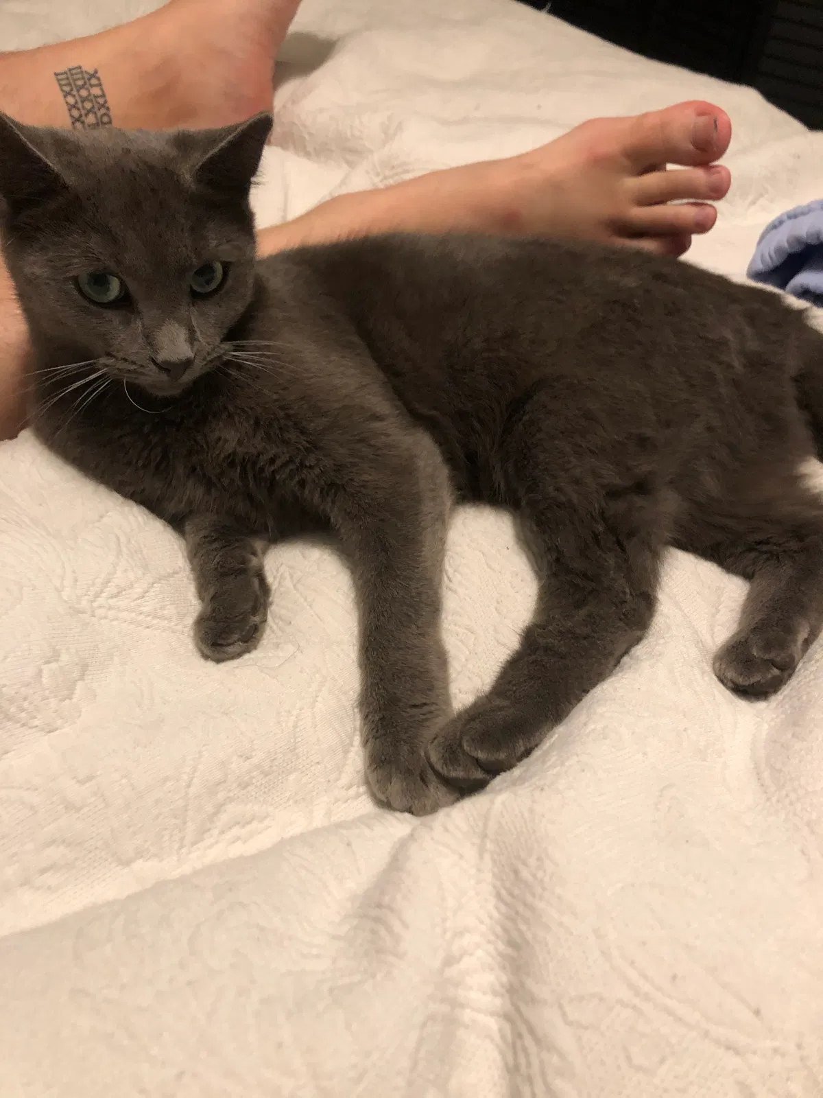 Lost cat in Lexington, SC, 29072