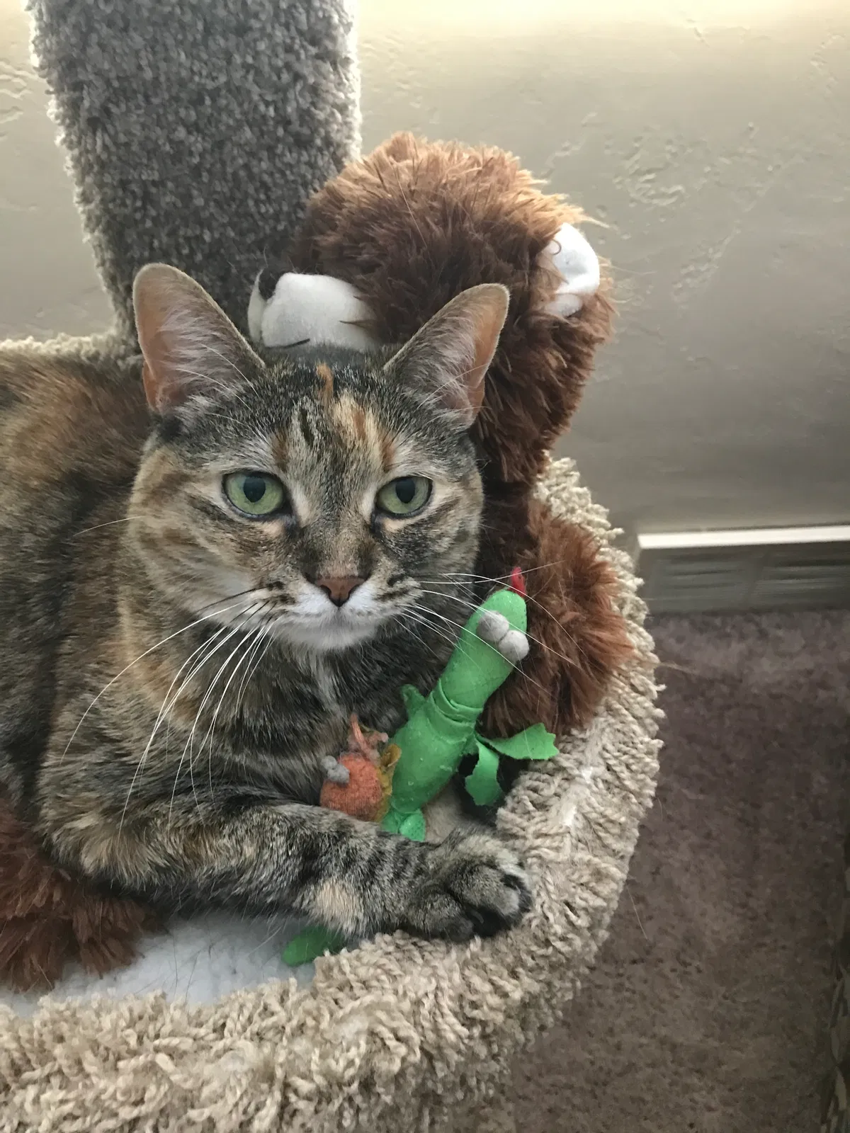 Lost cat in Mc Kees Rocks, PA, 15136