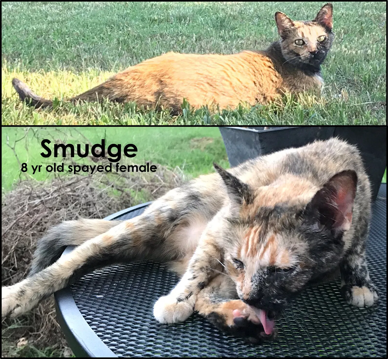 Lost cat in Tulsa, OK, 74114