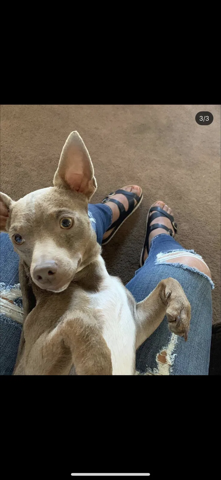 Lost dog in Hayward, CA, 94541