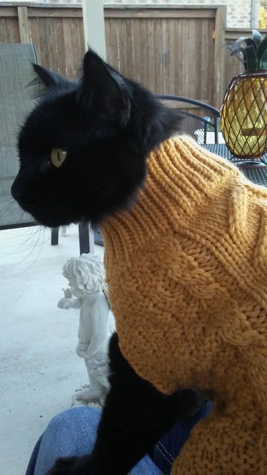 Lost cat in Tulsa, OK, 74105