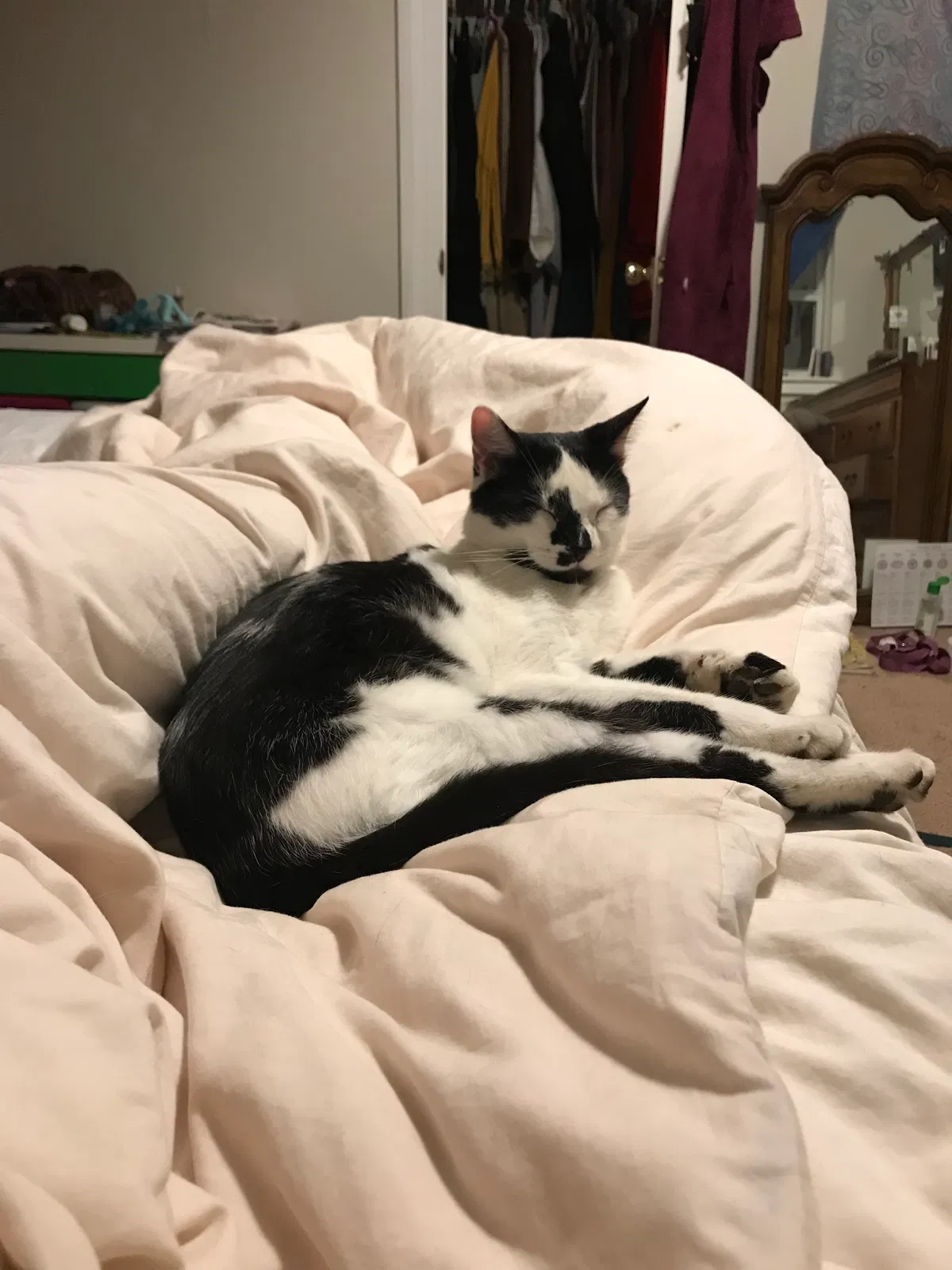 Lost cat in Winston Salem, NC, 27101