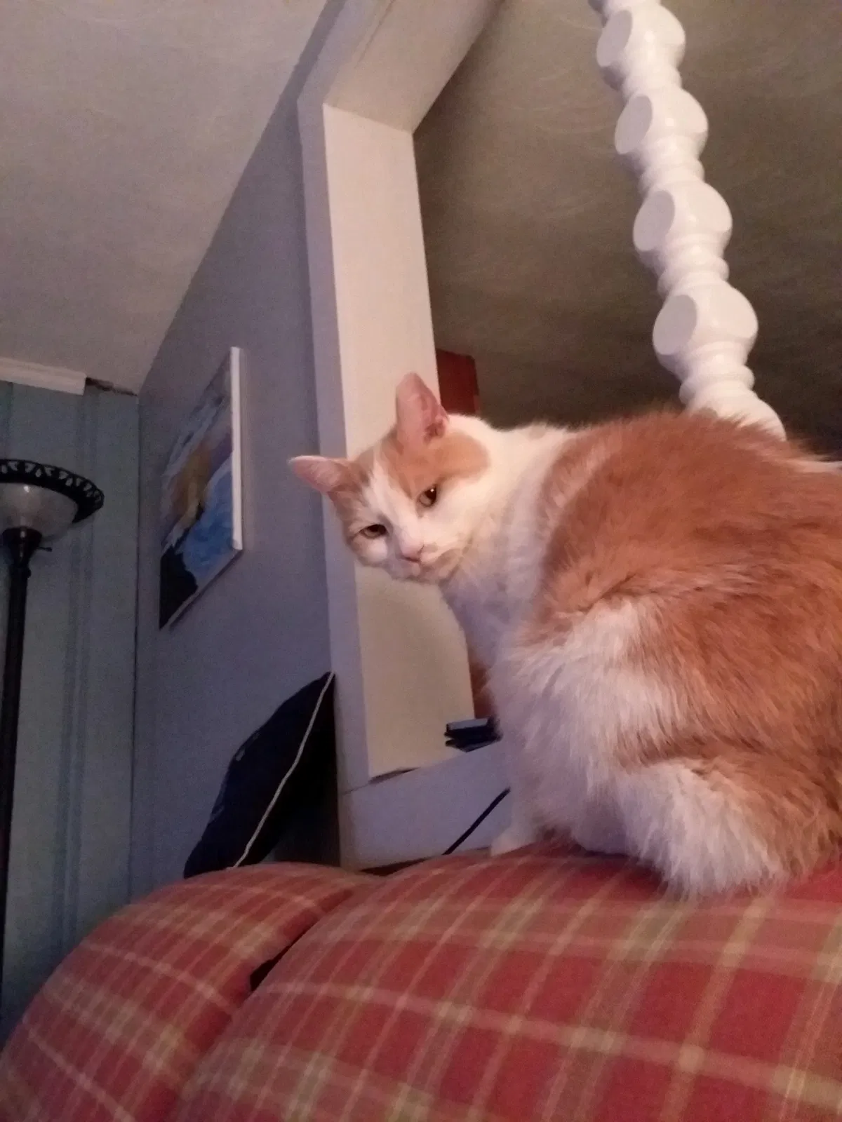Lost cat in East Hartford, CT, 6118