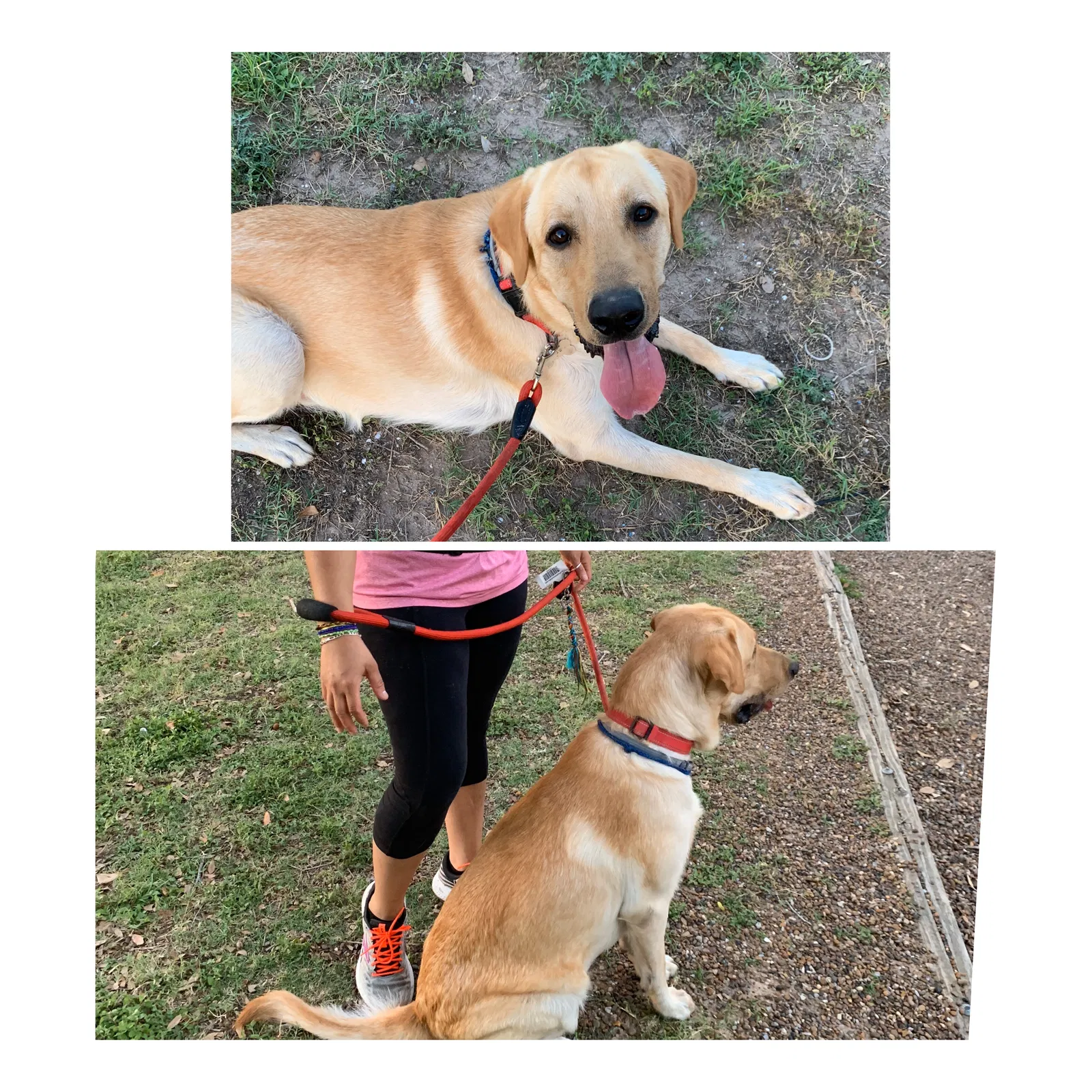 Lost dog in Mission, TX, 78572