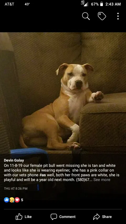 Lost dog in Bixby, OK, 74008