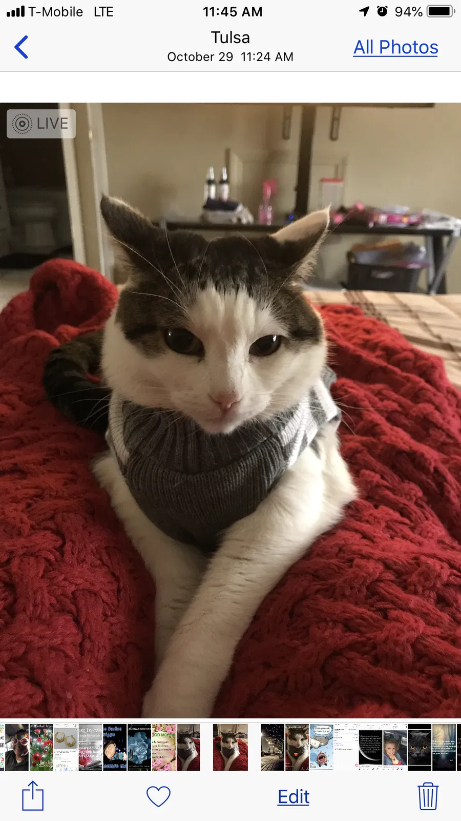 Lost cat in Tulsa, OK, 74105