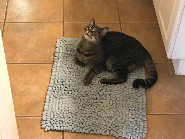 Lost cat in San Antonio, TX, 78232