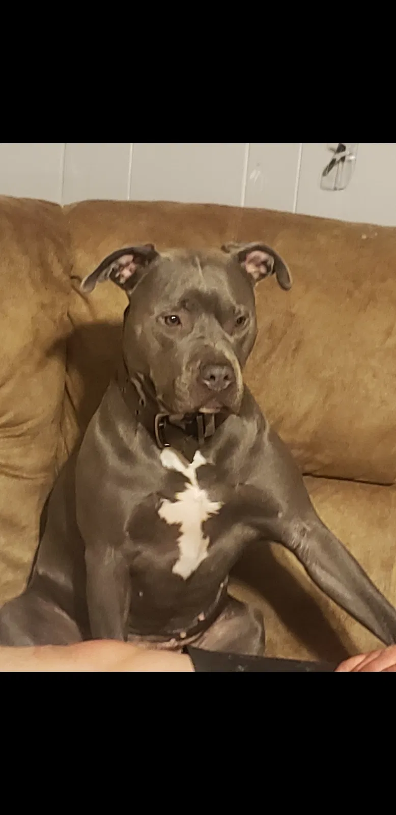 Lost dog in Midland City, AL, 36350