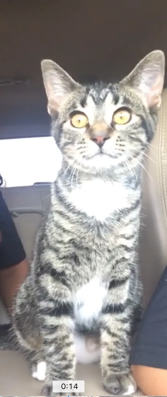 Lost cat in Green Bay, WI, 54302