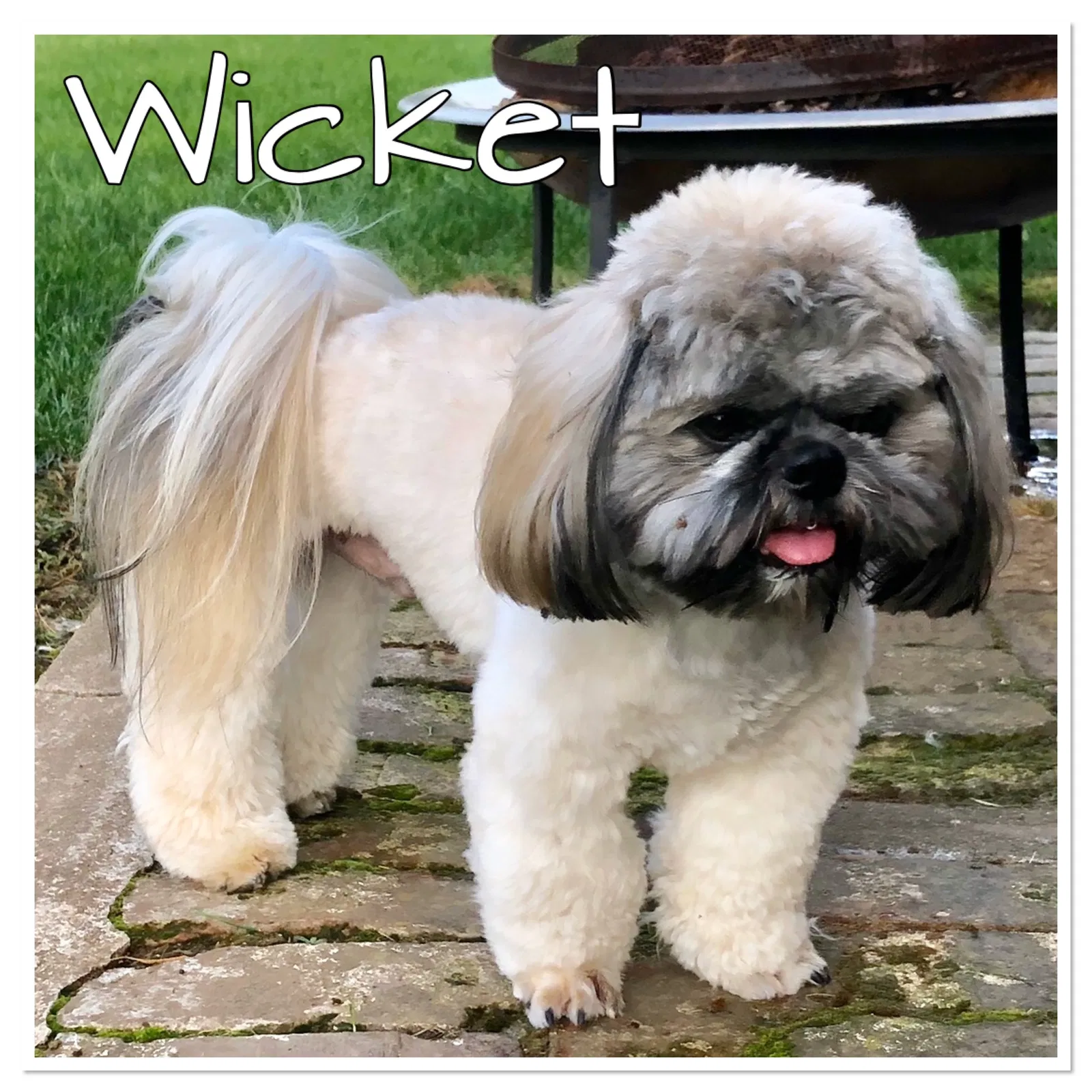 Lost dog in Linden, CA, 95236