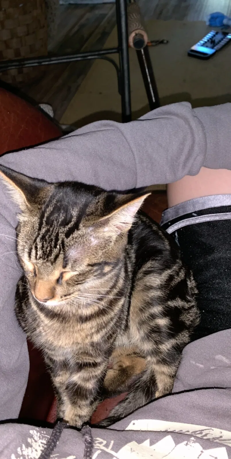 Lost cat in Charlotte, NC, 28270
