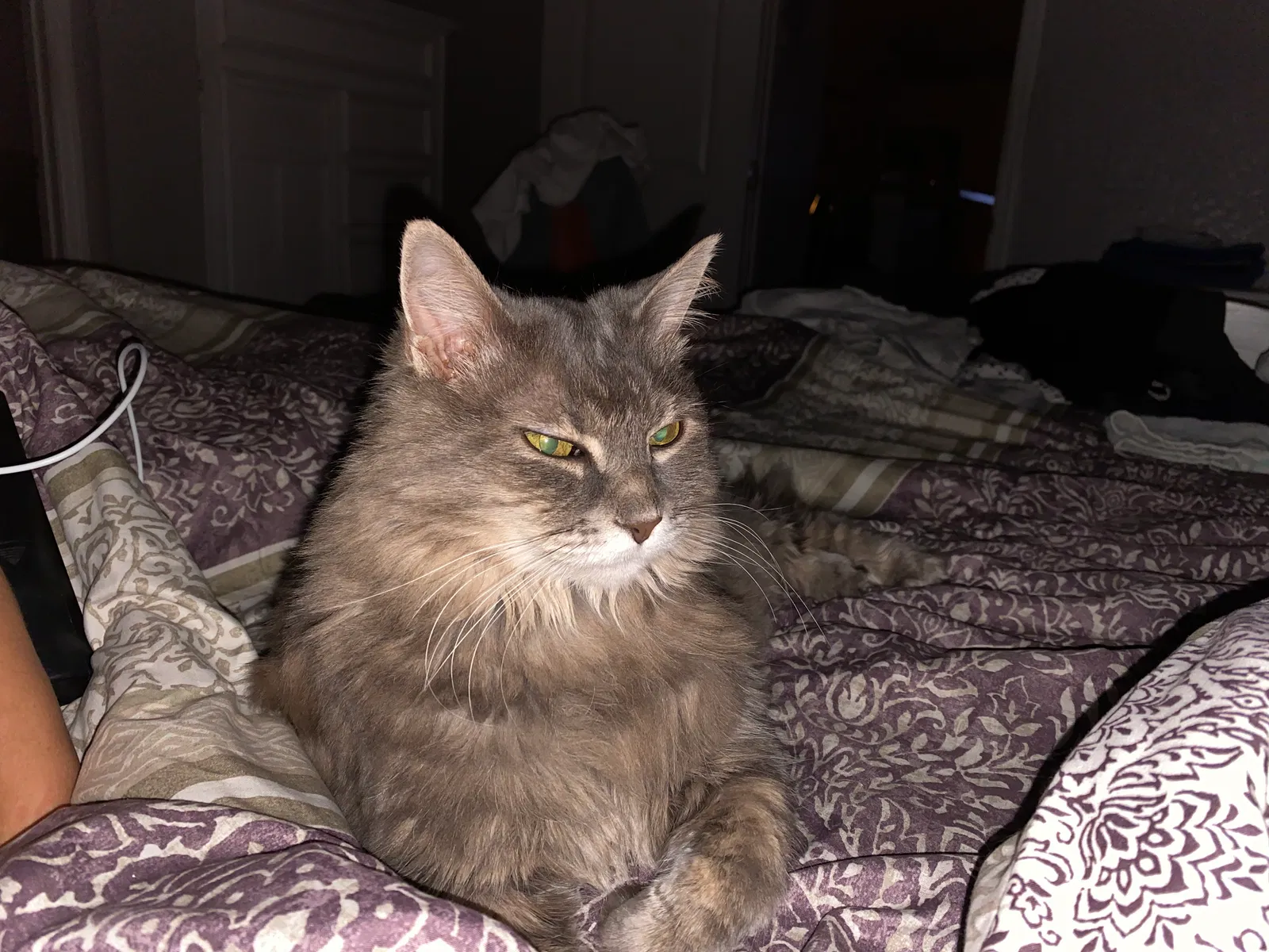 Lost cat in Cape Coral, FL, 33909