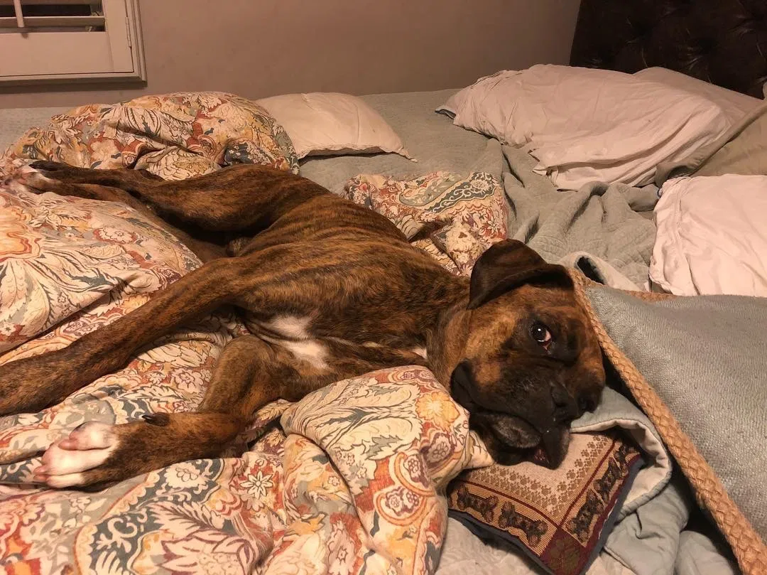 Lost dog in Jacksonville Beach, FL, 32250