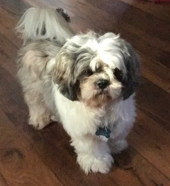 Lost dog in Gaston, SC, 29053
