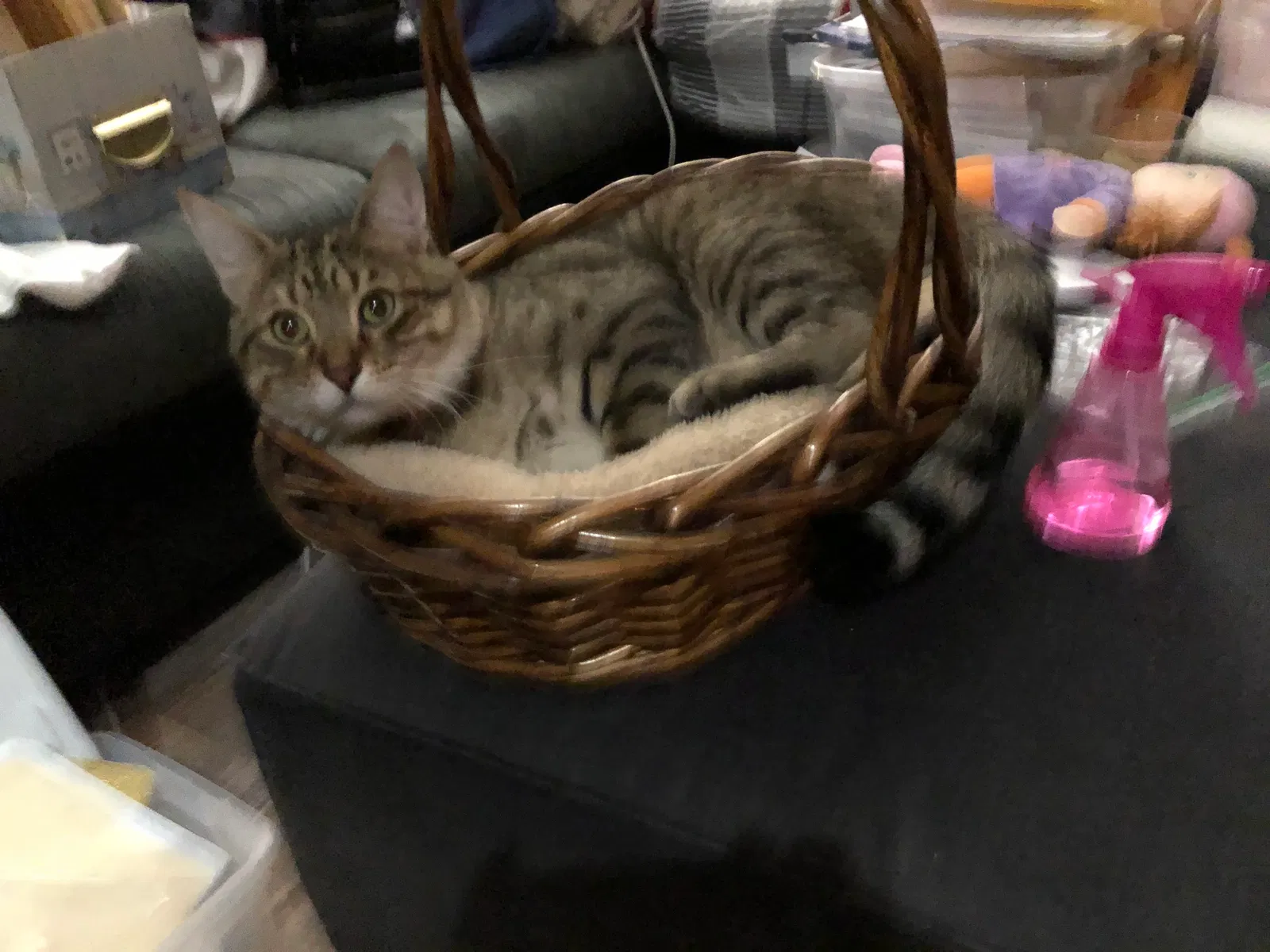 Lost cat in Littleton, CO, 80122