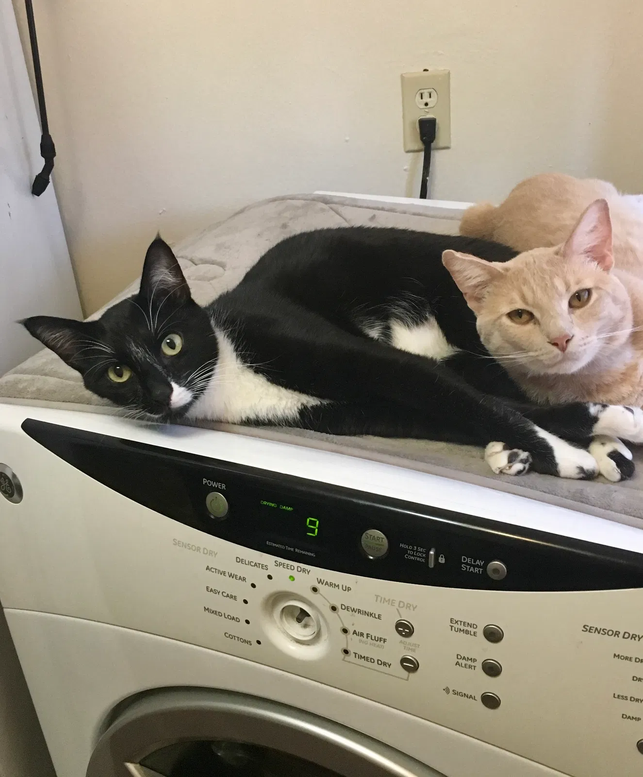 Lost cat in Fort Smith, AR, 72901