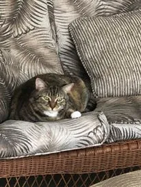 Lost cat in Wellington, FL, 33414