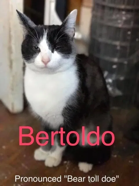Lost cat in Columbus, OH, 43202