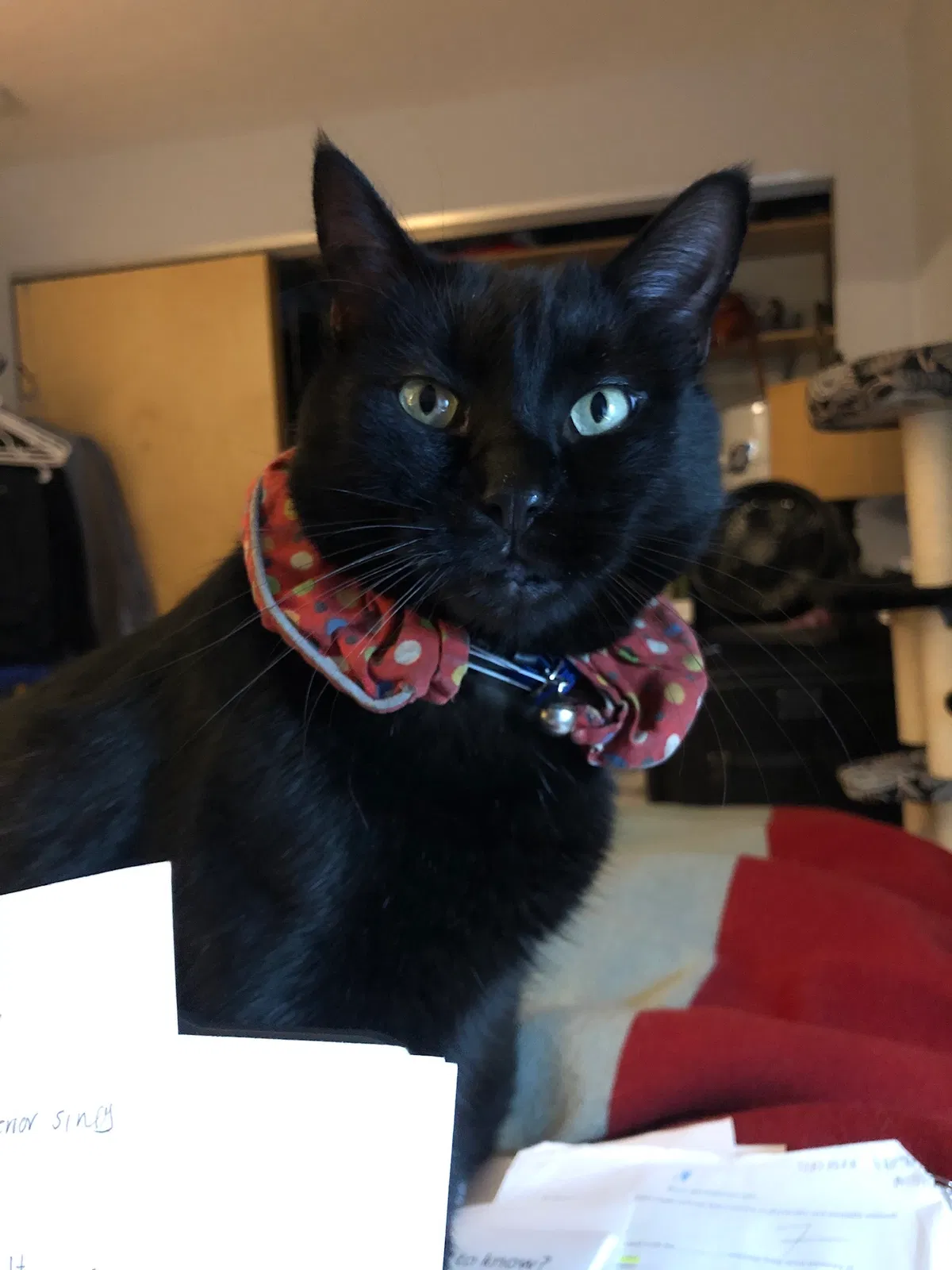 Lost cat in Portland, OR, 97210