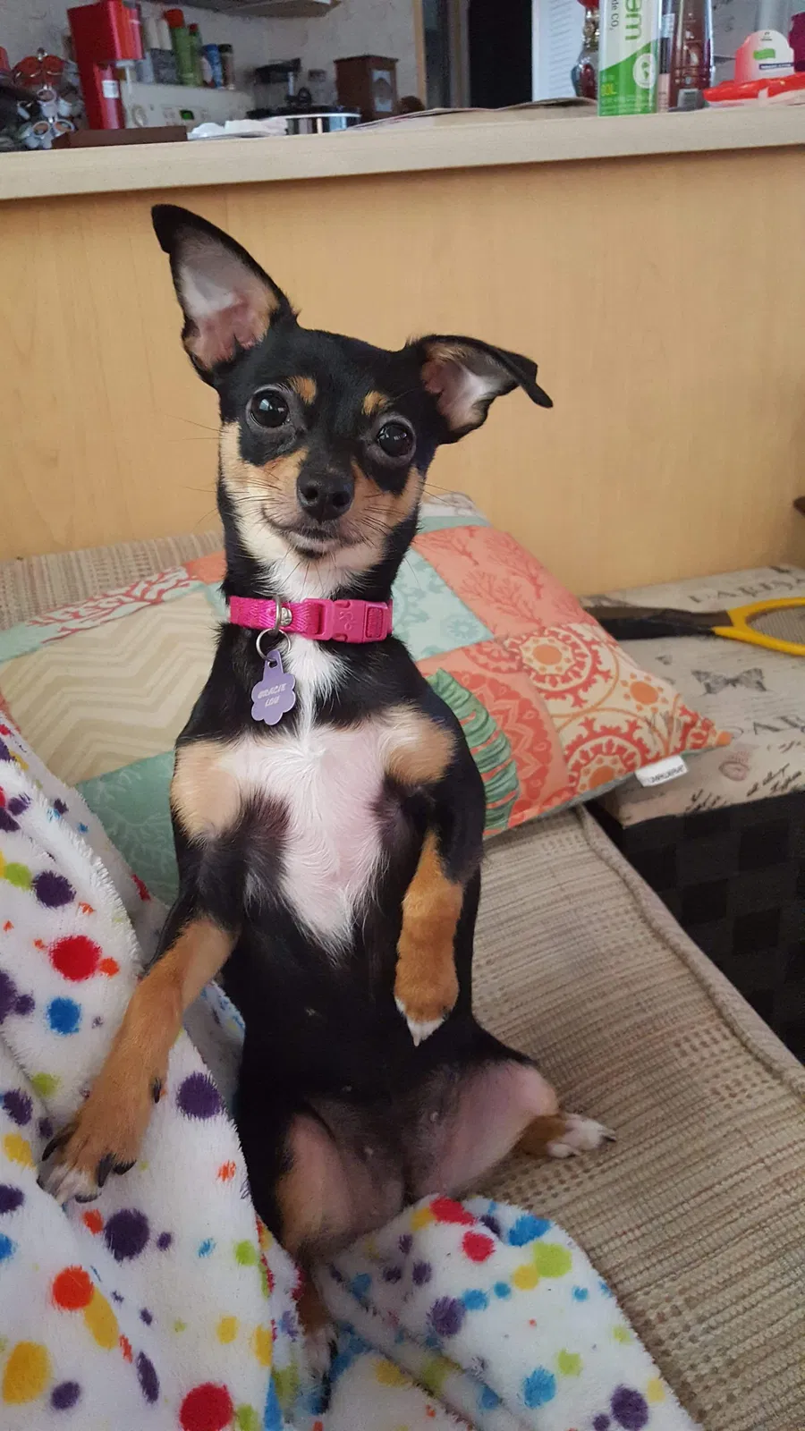Lost dog in Orange Lake, FL, 32681