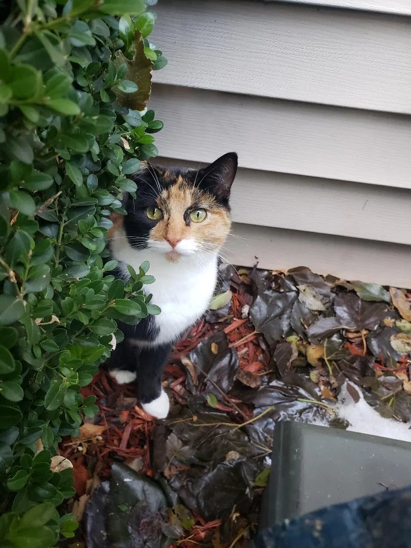 Found cat in Clinton Township, MI, 48035