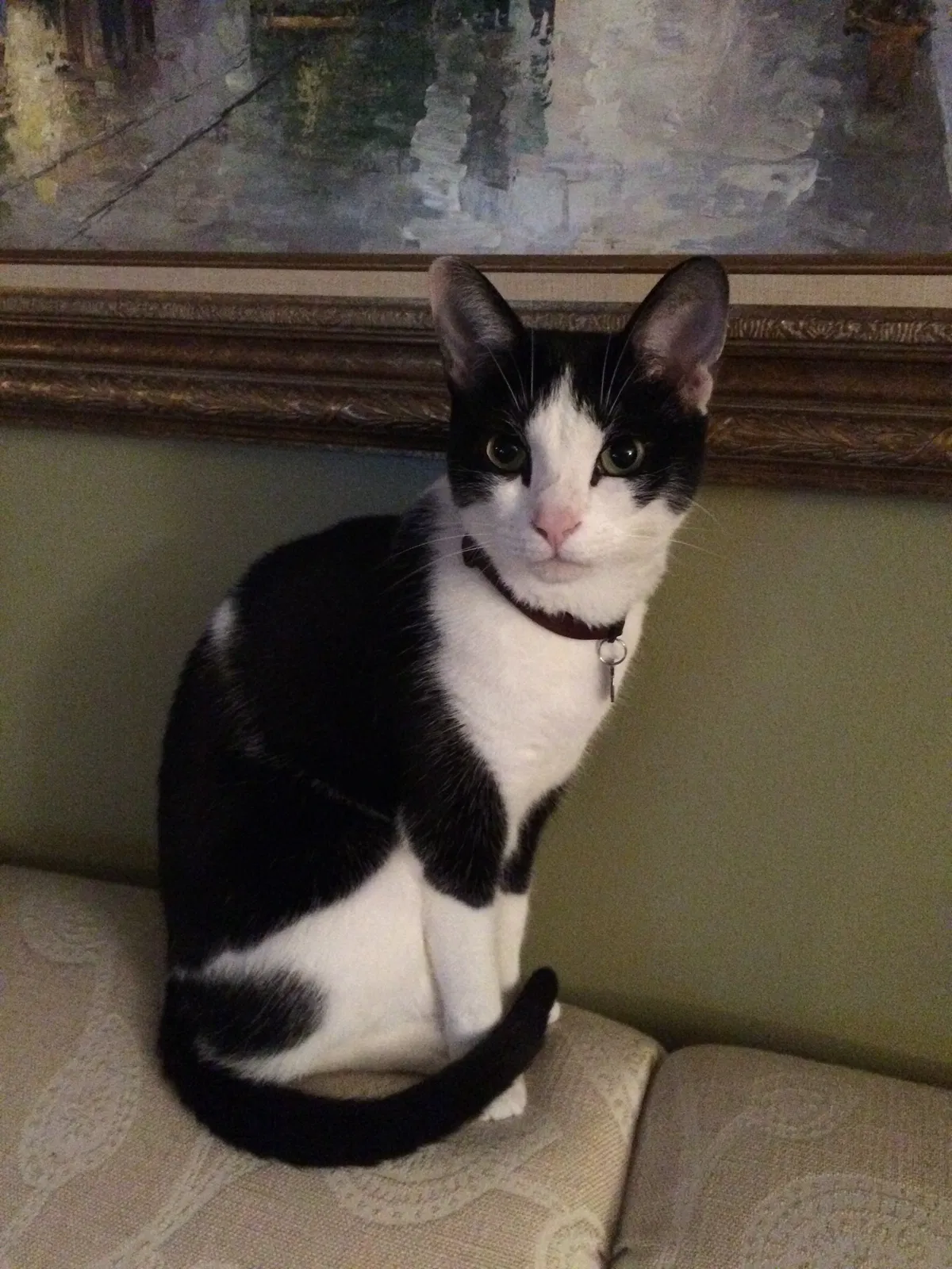 Lost cat in Concord, NC, 28027
