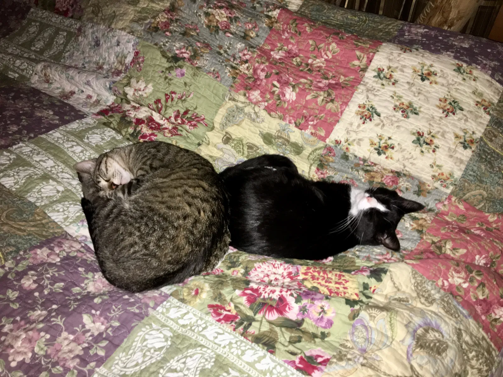 Lost cat in Valparaiso, IN, 46385