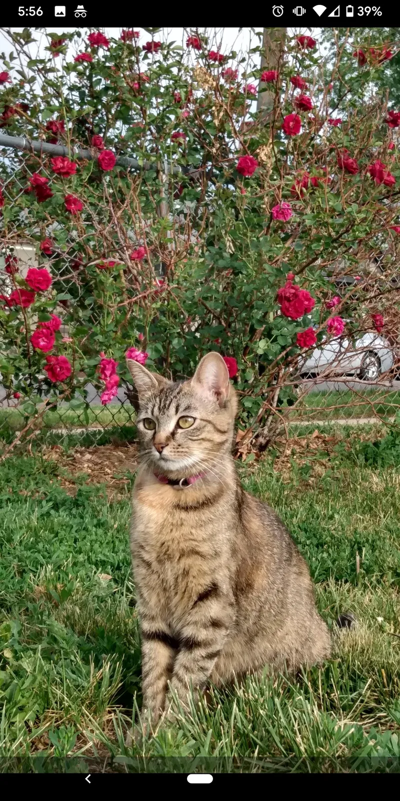 Lost cat in Denver, CO, 80210
