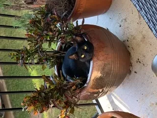 Lost cat in Austin, TX, 78738
