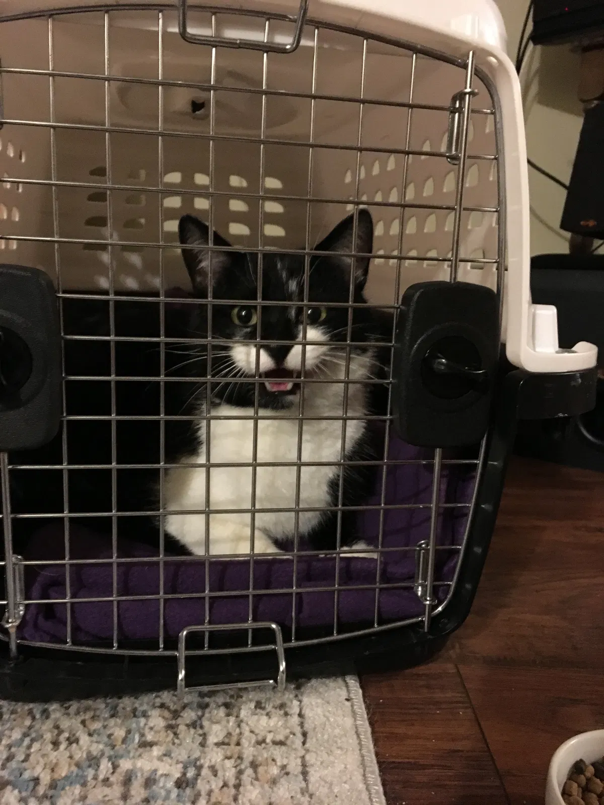 Found cat in Tomah, WI, 54660
