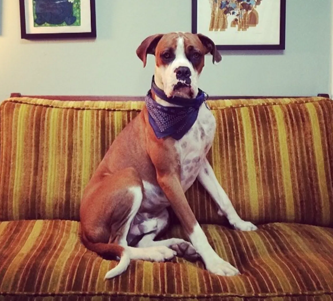 Lost dog in Thousand Oaks, CA, 91362