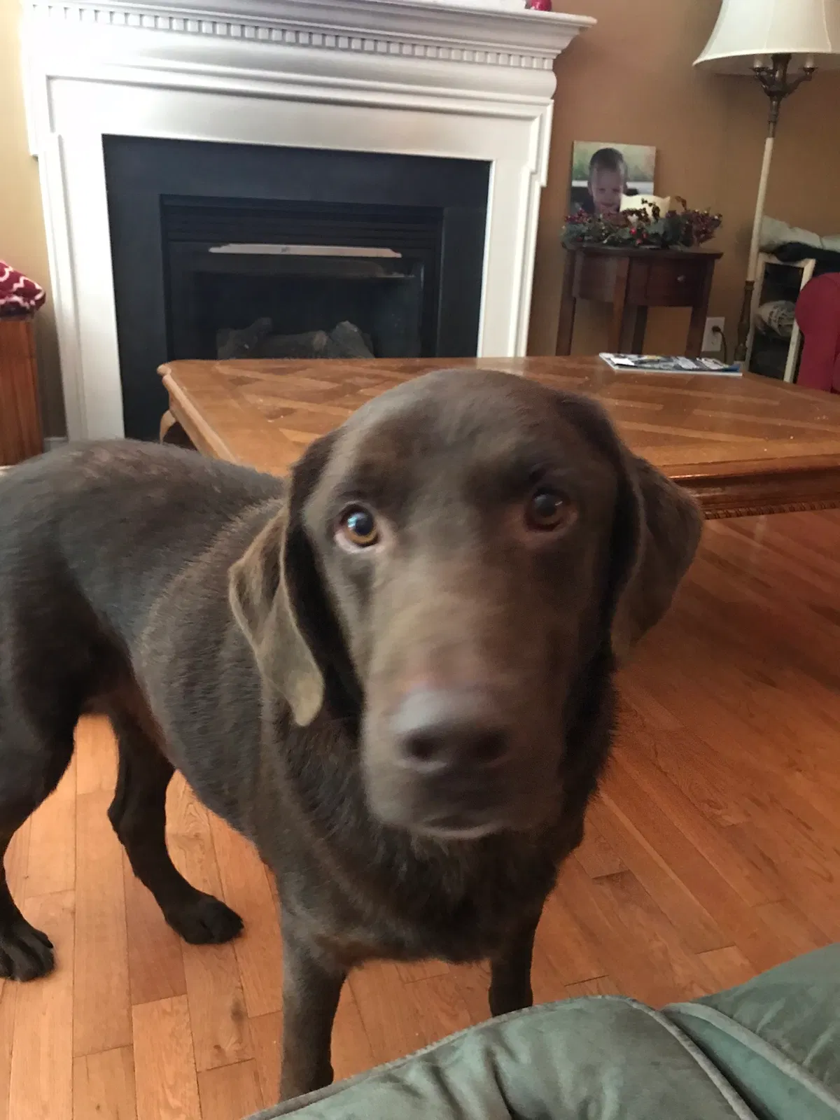 Lost dog in Aylett, VA, 23009