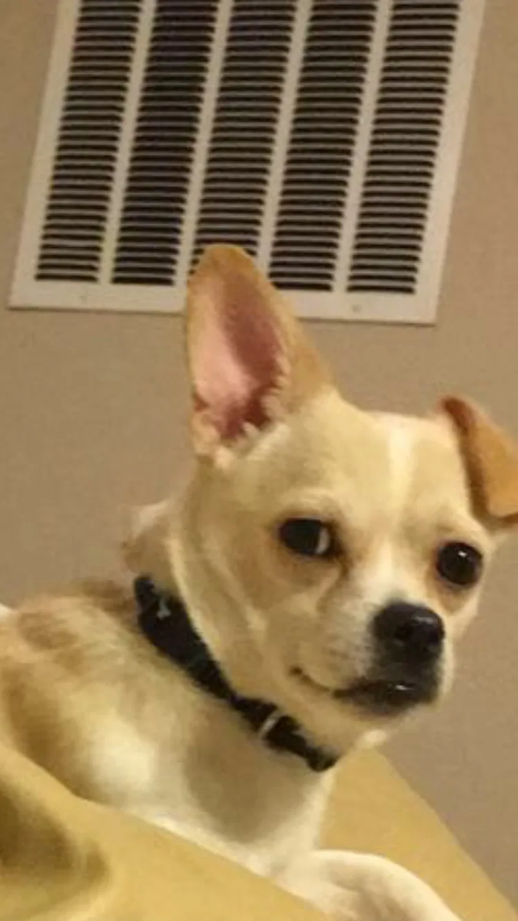 Lost dog in Akron, OH, 44314