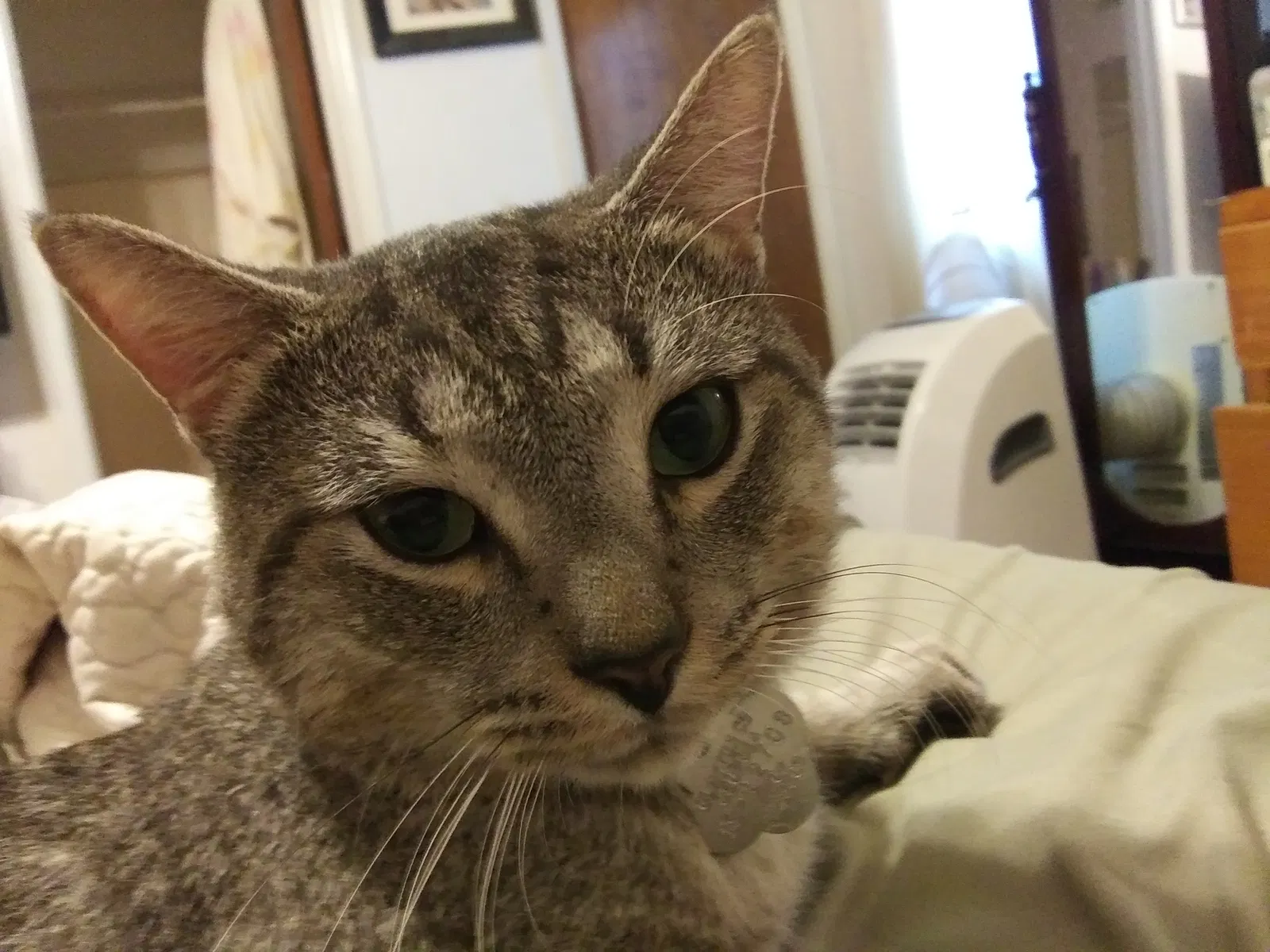 Lost cat in Jonesboro, GA, 30238