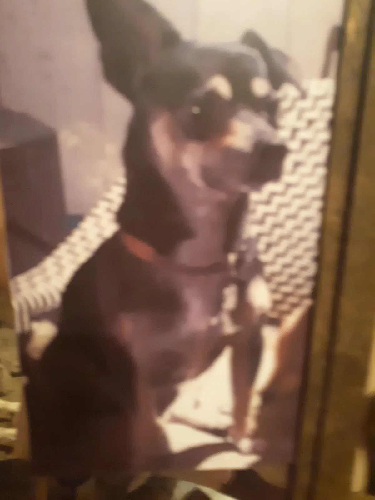 Lost dog in Brunswick, GA, 31520