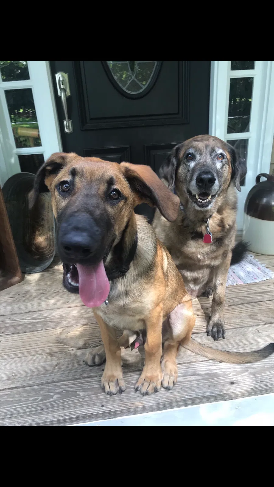 Lost dog in Acworth, GA, 30101