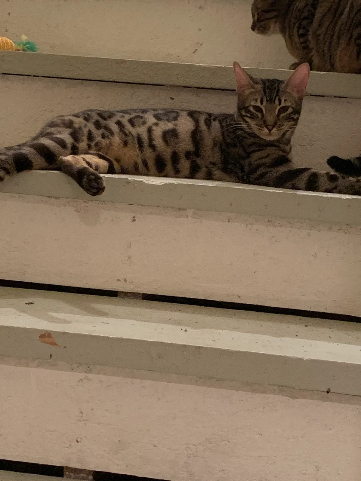 Lost cat in Fort Worth, TX, 76116