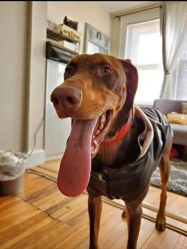 Lost dog in East Orange, NJ, 7017