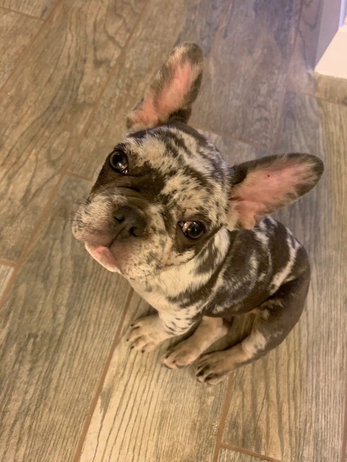 Lost dog in Colton, CA, 92324