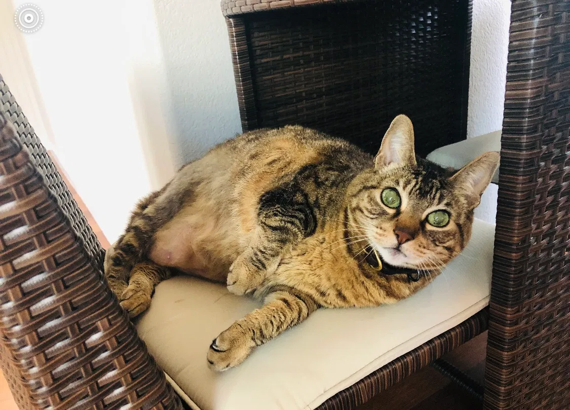 Lost cat in Hercules, CA, 94547