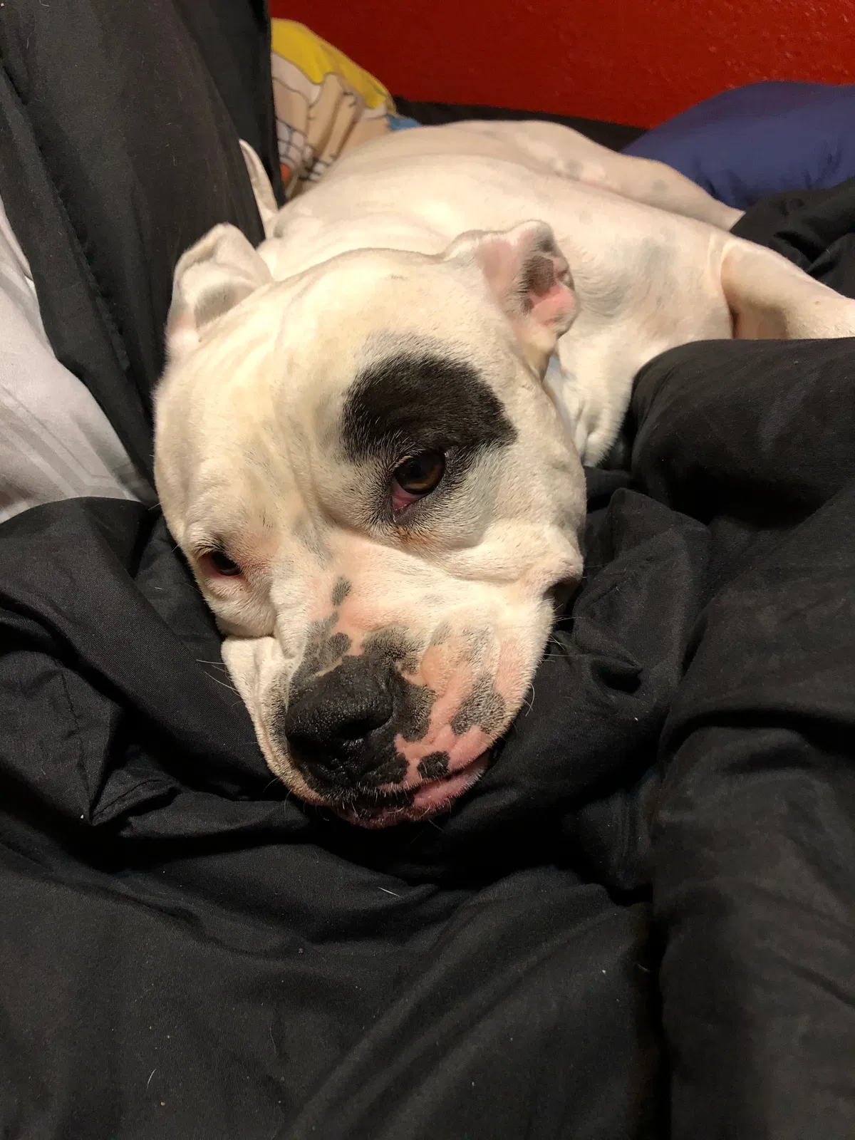 Lost dog in Glendale, AZ, 85302