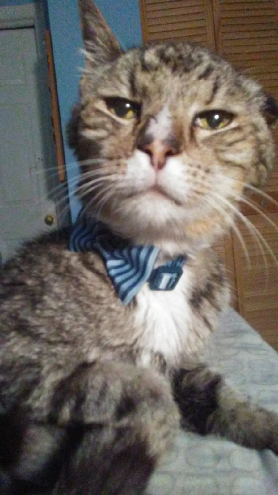 Lost cat in Homestead, FL, 33033
