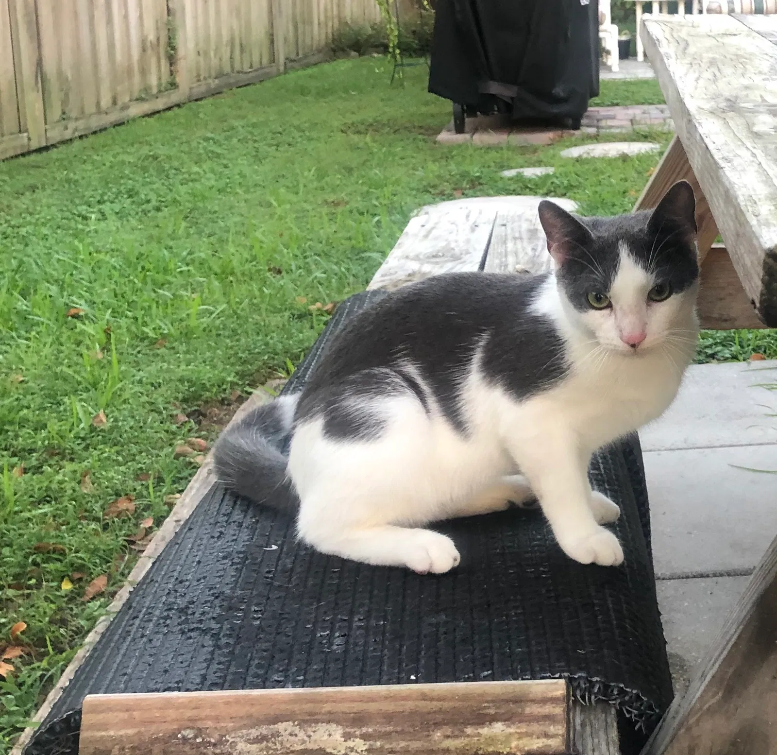 Lost cat in Homestead, FL, 33033